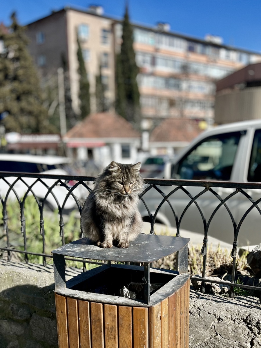 Ялтинский сонный котик