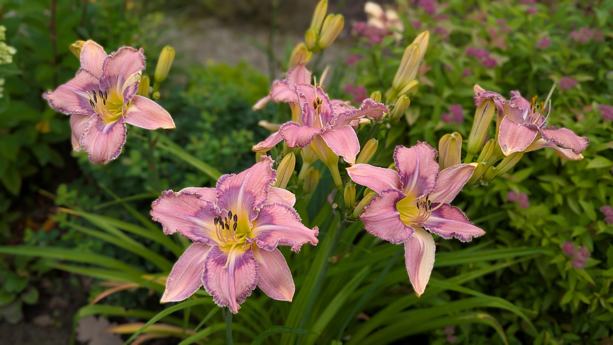 Лилейник Mildred Mitchel. 04 августа 2025 года