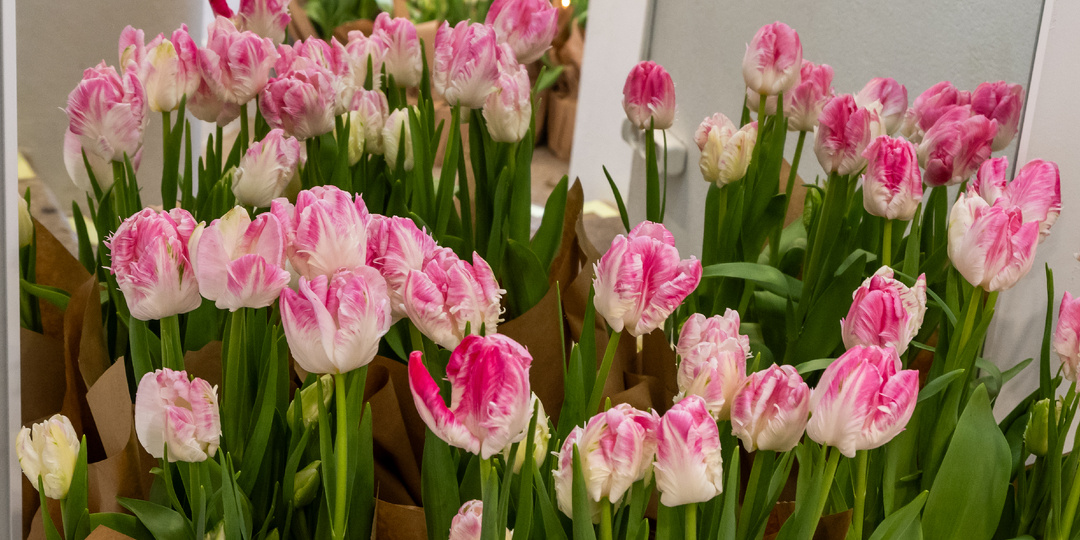 Весна на высоте Думской башни