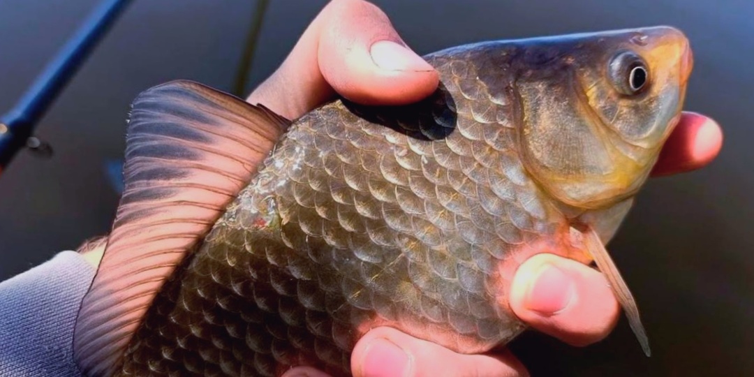 Три запаха, от которых карась теряет голову: как собрать стаю на точке за 20 минут