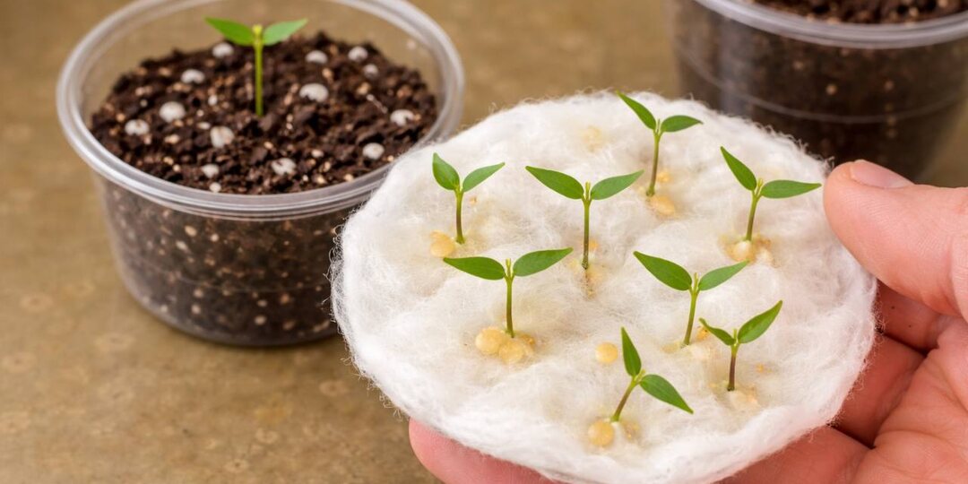 🌶 Теперь сею перец только так — и без стресса