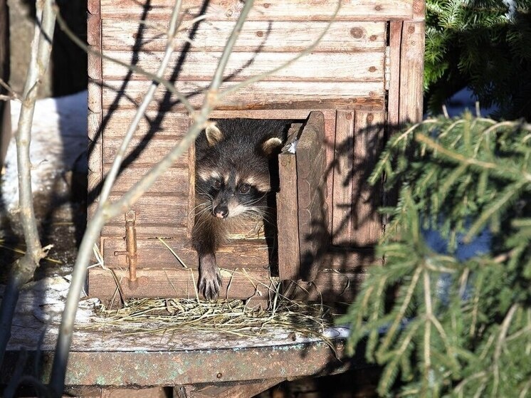     Фото: официальный телеграм-канал Калининградского зоопарка