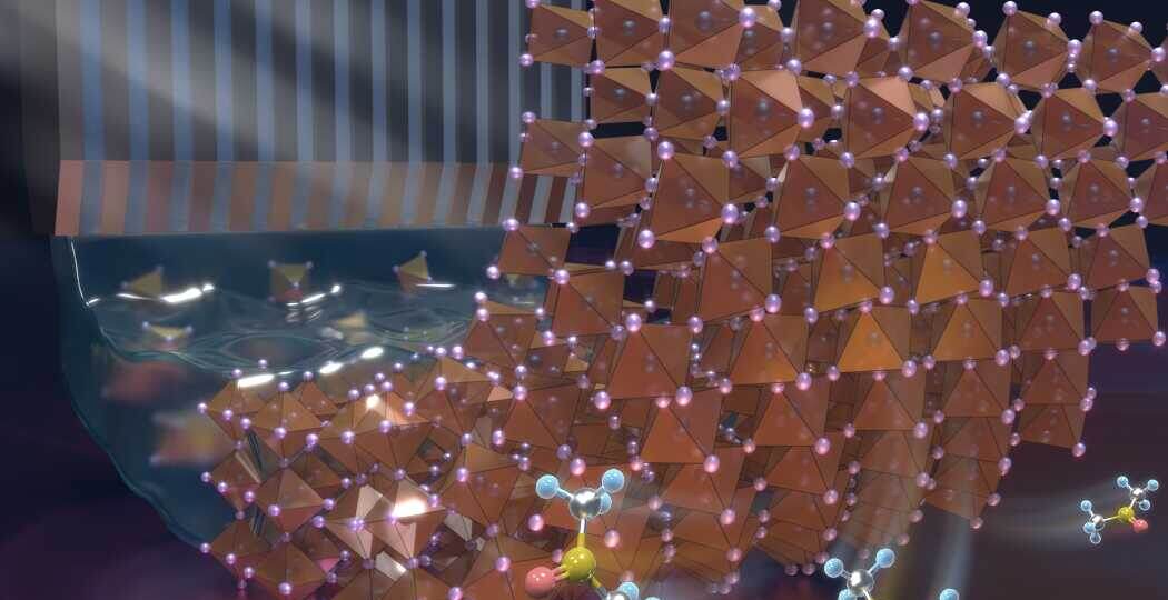 Урожаи Солнца. Идеальный перовскитный газон.