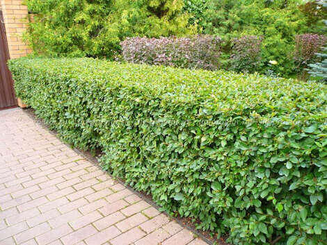 Вот такой изгородью я вдохновлялась, когда сажала свою.