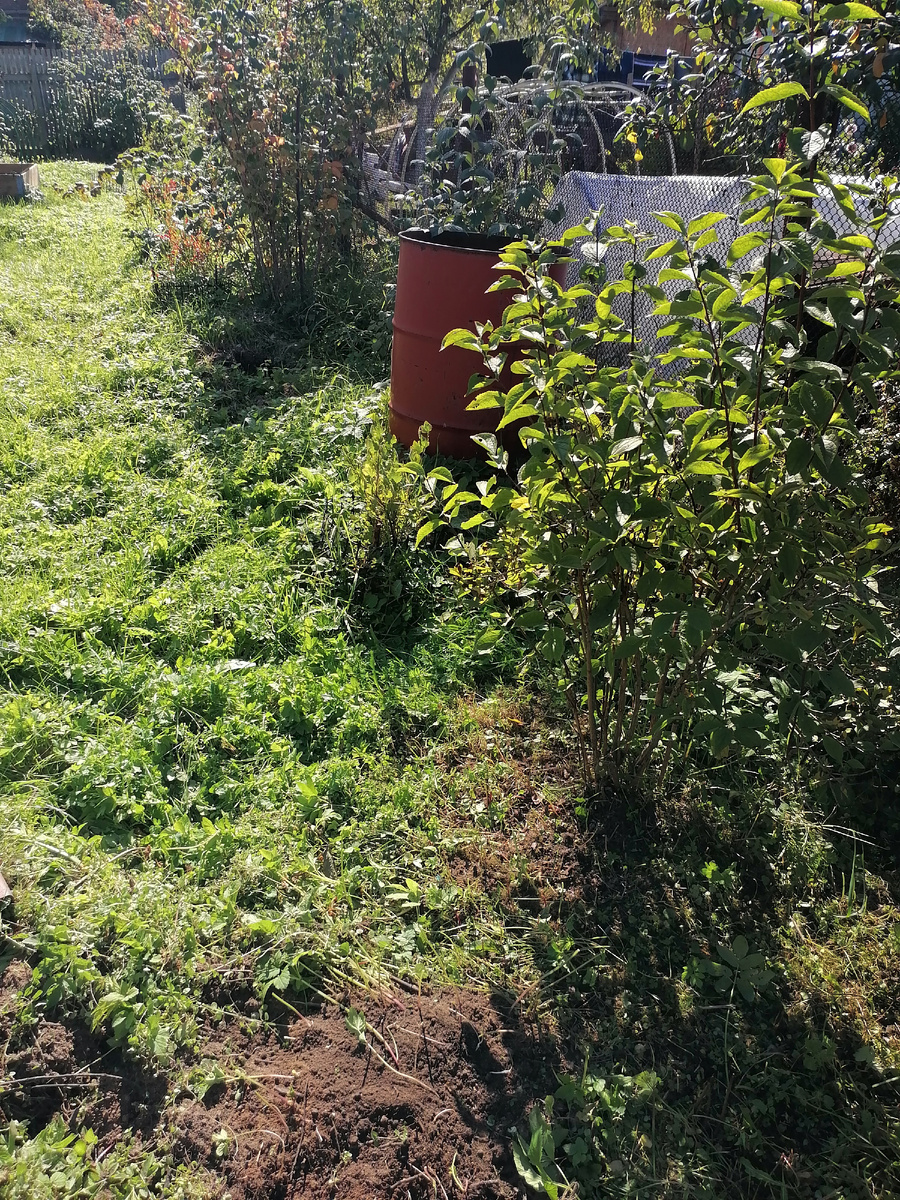 Все растения из-под забора переехали, кроме чубушника.