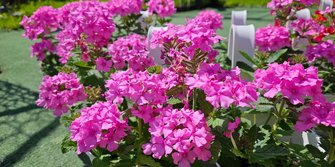 Без петуний: 7 цветов, которые украсят участок не хуже надоедливой "попсы"