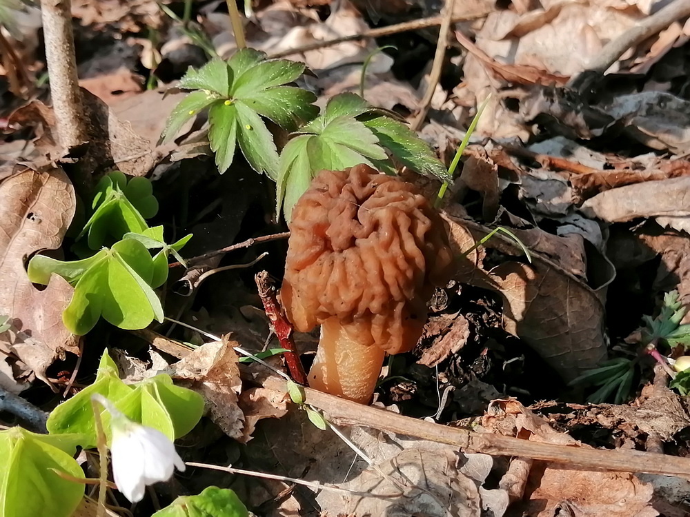 Сморчковая шапочка.