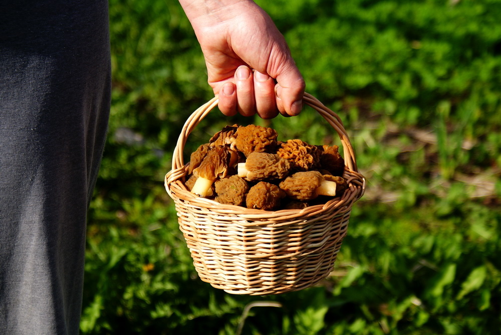 Сбор сморчковых шапочек.