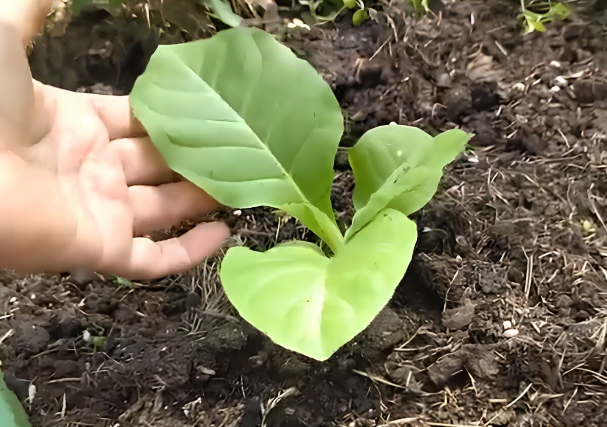 Табак в теплице от белокрылки. Фото автора