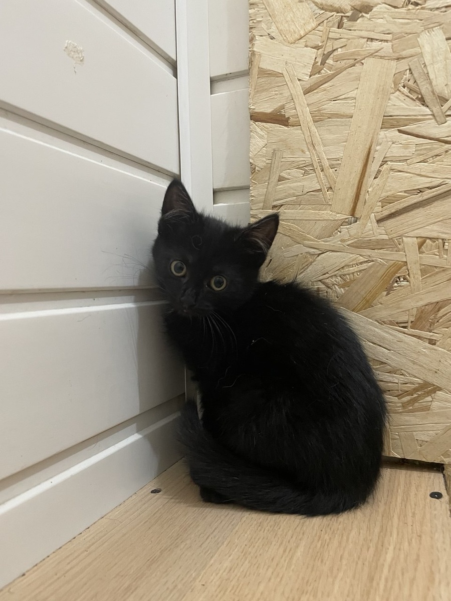 Вот таким он поймался на той самой Пражской