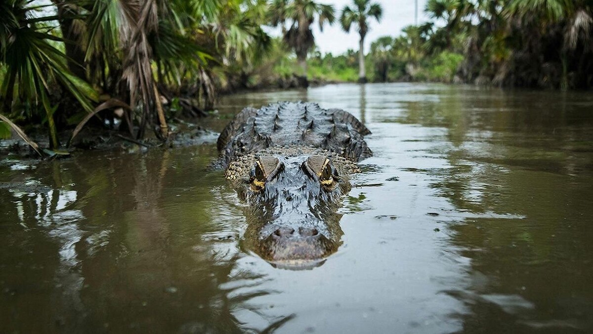    Изображение создано при помощи ИИ