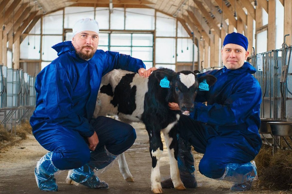    Ученые из Петербурга вывели уникального теленка. Фото: gov.spb.ru