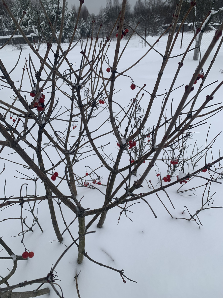Деревья, словно трава. Только макушки торчат из сугробов.
