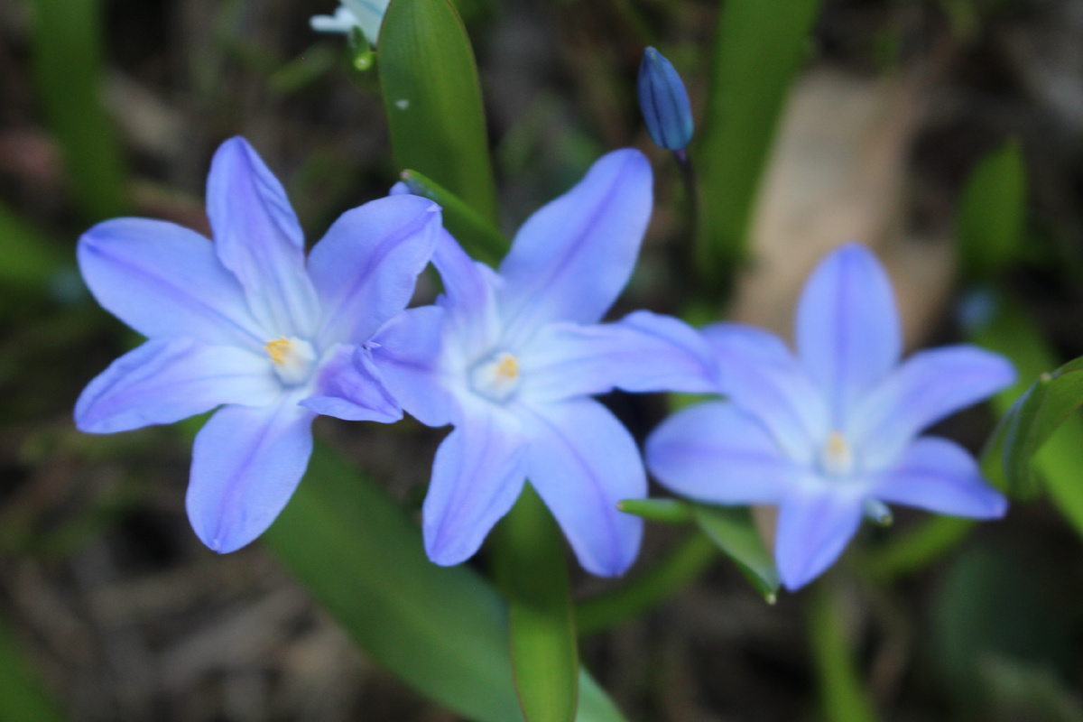Например, хионодока. Наш сад в апреле