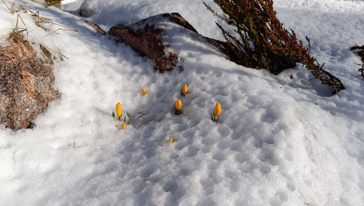 Например, крокус. Наш сад в апреле