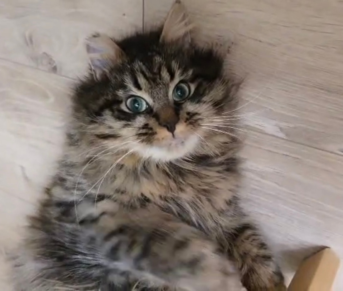  Я пушистый, нежный и очень красивый котик) 😻