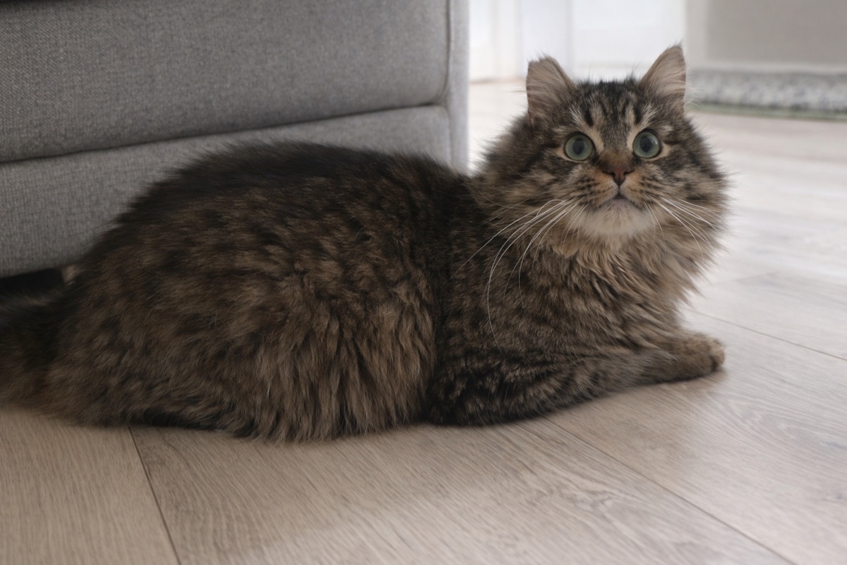 Я обязательно вам понравлюсь, моя пушистая шубка никого не оставит равнодушным 🤗