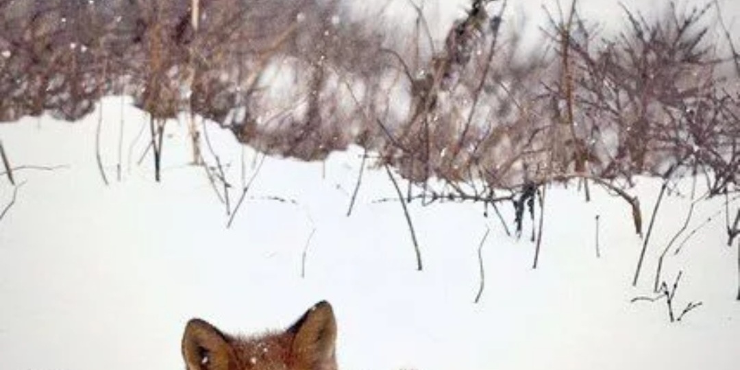 Последний день зимы