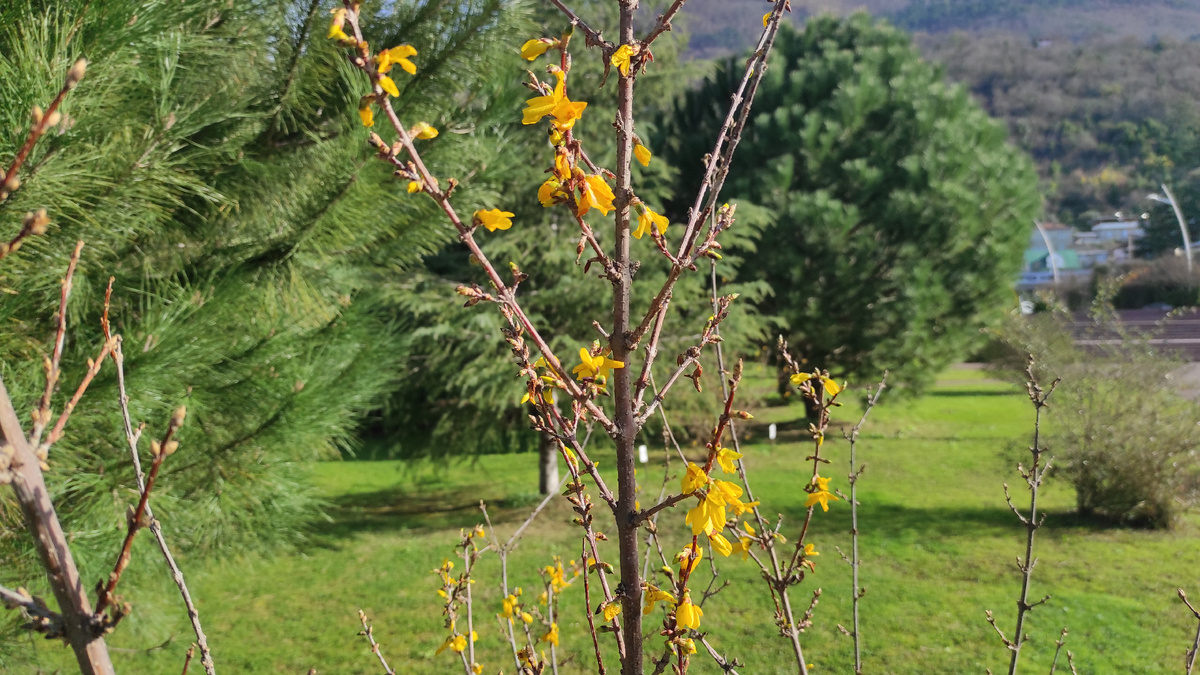 В конце февраля в Гагре уже цветут форзиции. Фото: Кирилл Полиенко / Polienko: путешествуем вдвоём