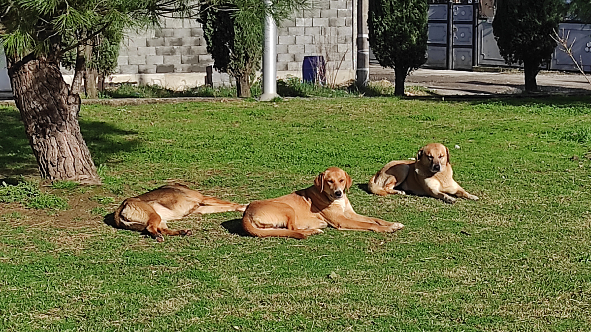 Собачки на улицах в Абхазии не кусаются - в отличие от цен на мобильную связь. Фото: Кирилл Полиенко / Polienko: путешествуем вдвоём