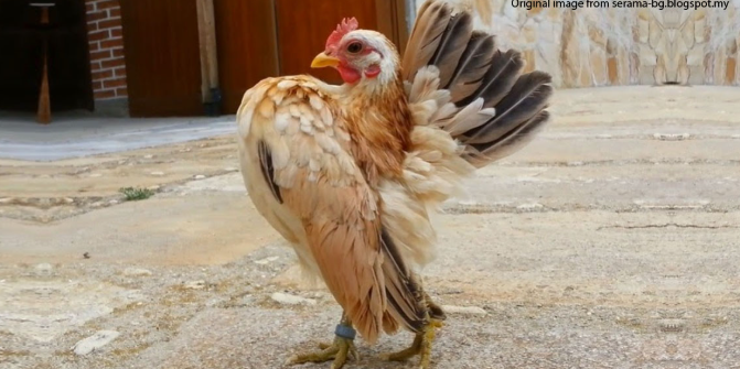 У нее просто затылок и попа сошлись в одну точку!