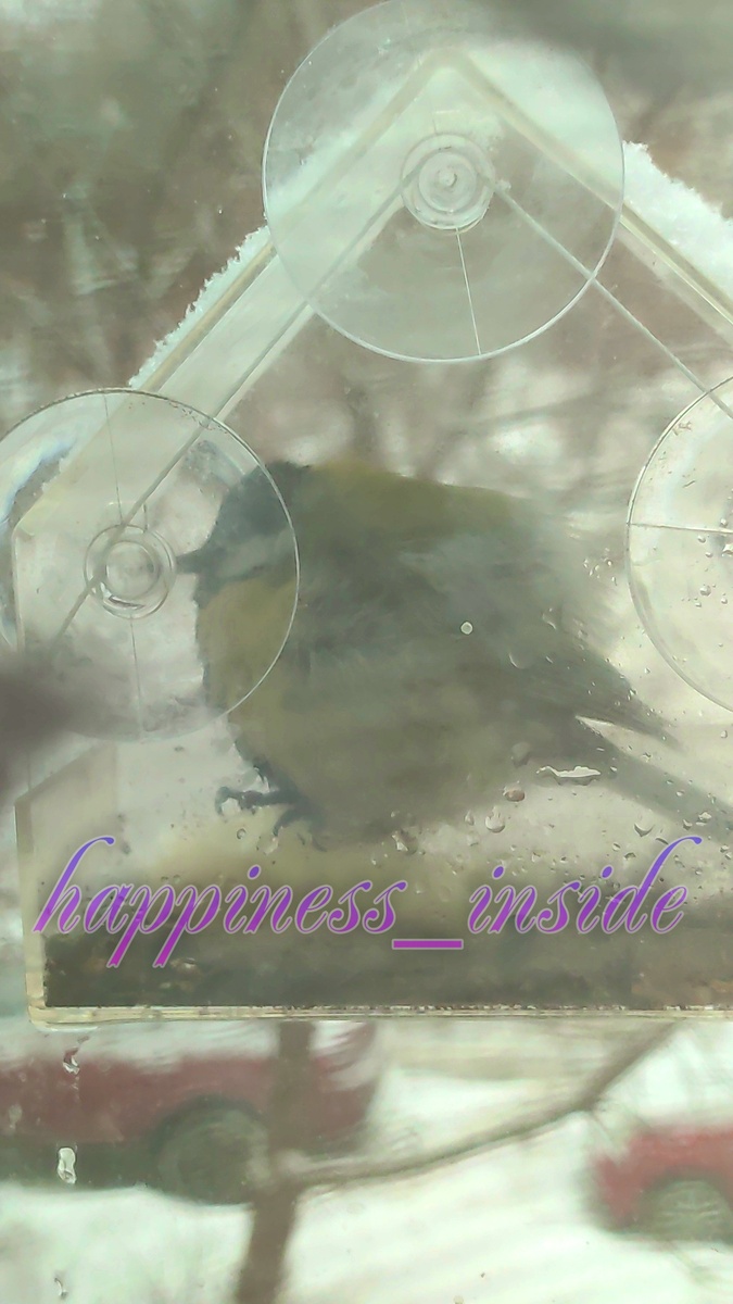 как помочь синицам зимой? фото автора