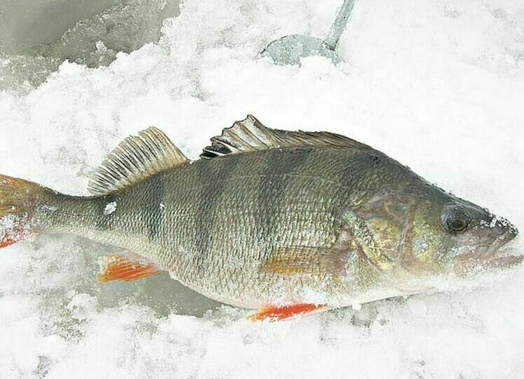 Интеллектуальный подход к ловле окуня