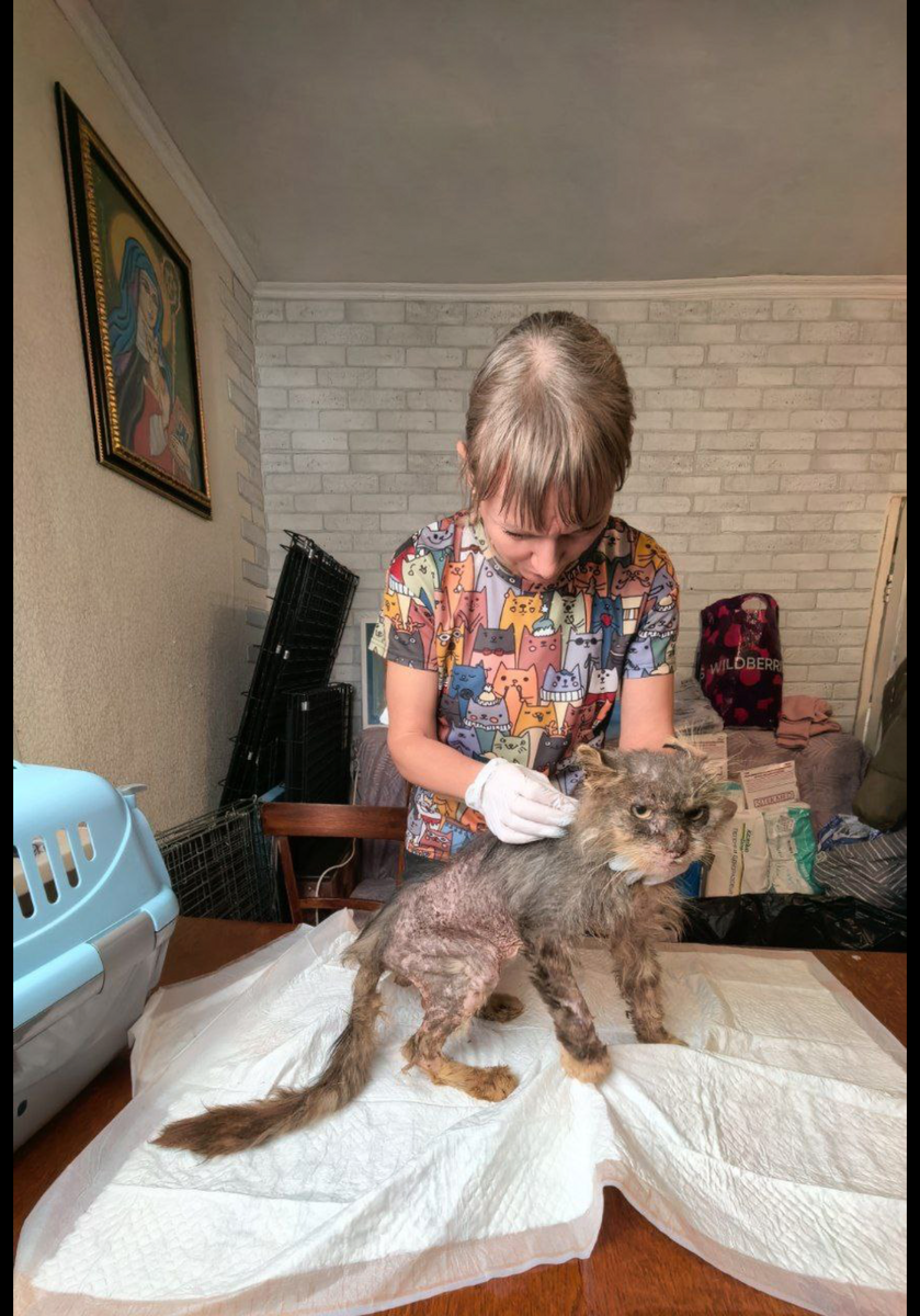 Пугаем ветеринаров)