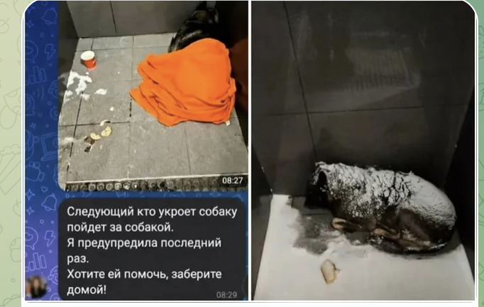    Фото: Скриншот из ТГ-канапла ZERGULIO