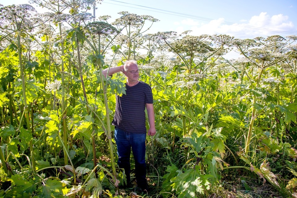    Главный и самый распространенный представитель «опасных инвазивных растений» из тех, что могут обнаружиться на личных участках, - борщевик Сосновского Николай ОБЕРЕМЧЕНКО