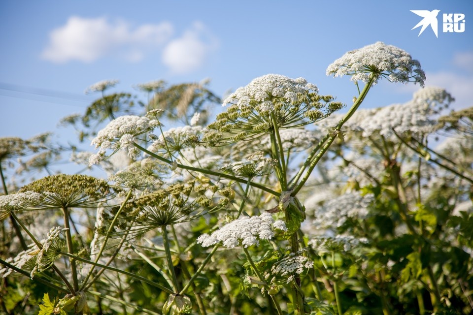    Борьба объявлена в первую очередь с борщевиком Сосновского Николай ОБЕРЕМЧЕНКО