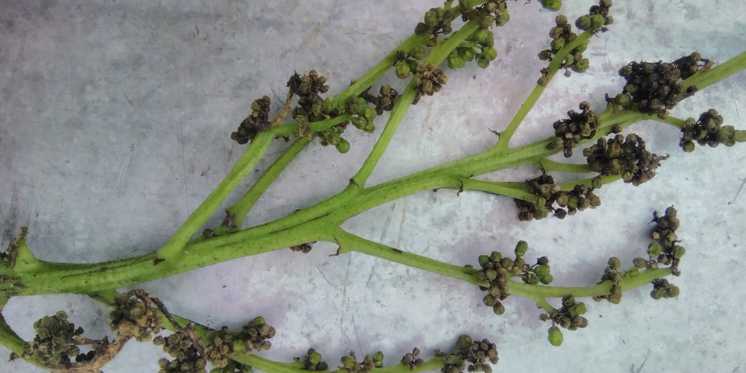 "На протяжении последних 3-х лет болезнь повторяется, погибает весь урожай." Что это может быть?