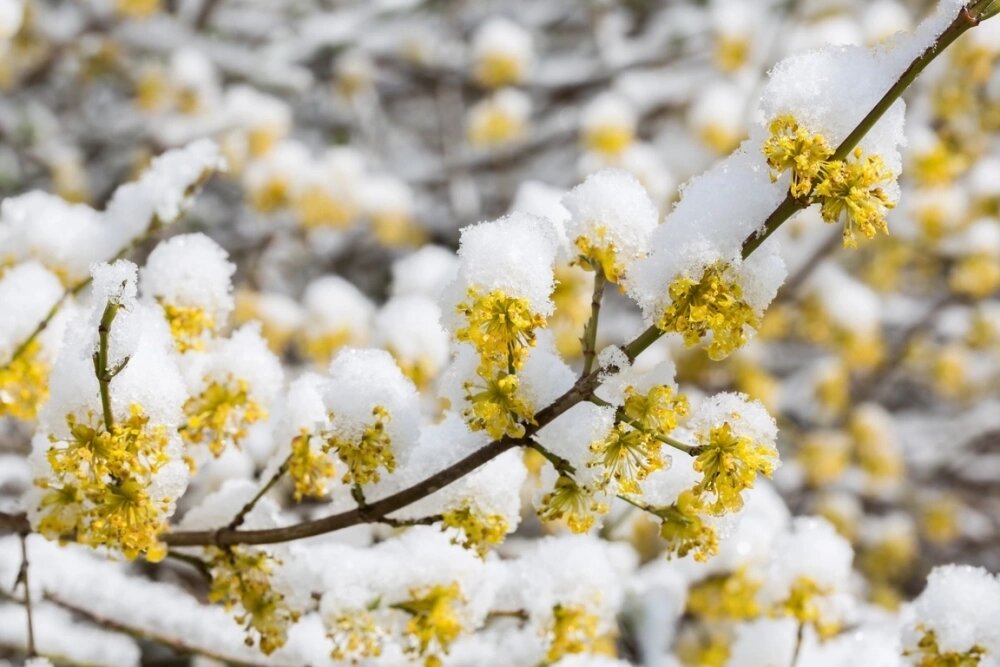    Нужно быть осторожными с раннецветущими культурами, такими как форзиция. Фото: istockphoto.com