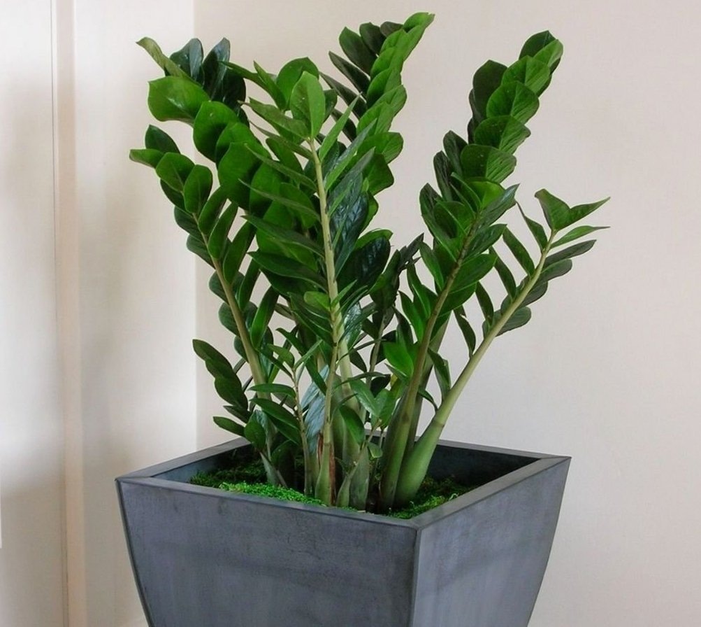 Если вы регулярно забываете поливать растения, замиокулькас создан именно для вас!