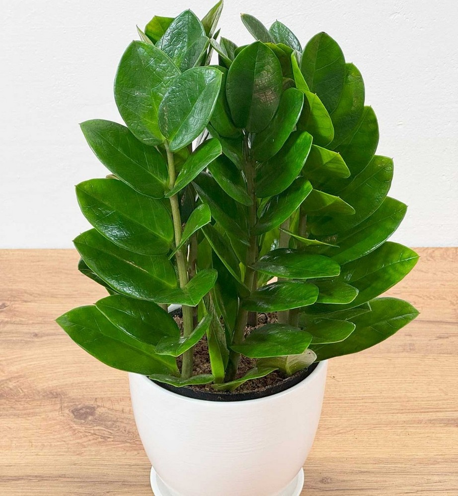 Горшок не слишком большой - в просторном горшке клубни гниют быстрее.