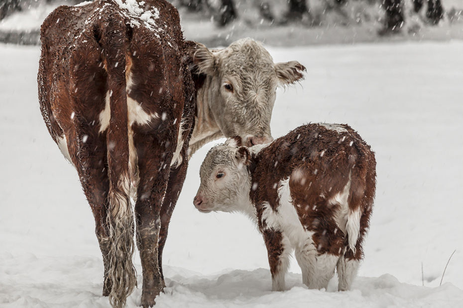    Shutterstock/FOTODOM