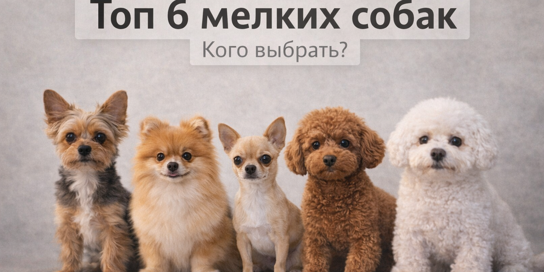 Какую маленькую собаку выбрать? Сравниваем 6 популярных пород