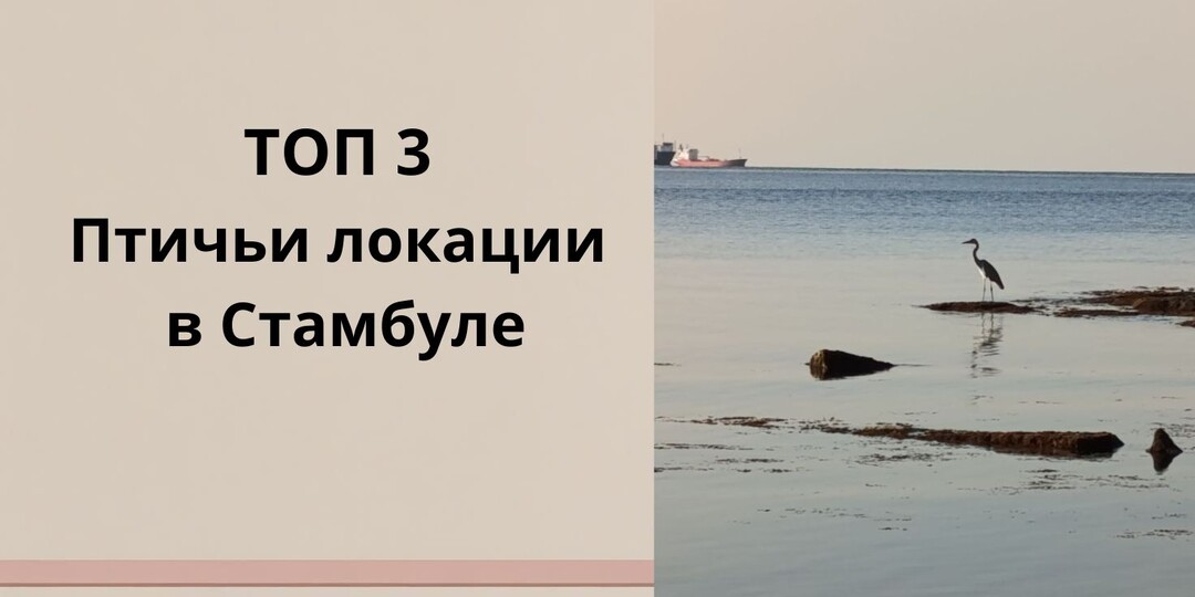 Птицы Стамбула