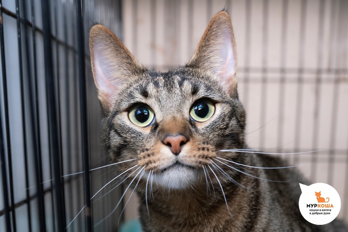 Спринтер приехал с передержки.