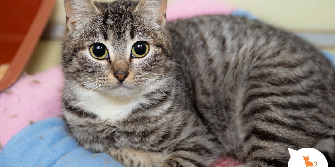 Ваше сердце будет в надёжных и бархатных лапках