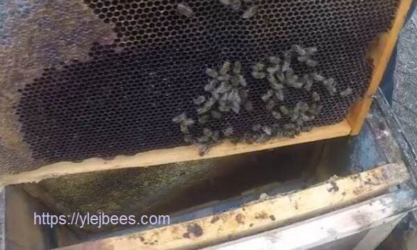 Слабые пчелиные семьи после зимовки