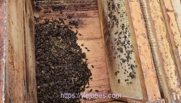 Большая осыпь пчел зимой, как спасти семью после зимовки