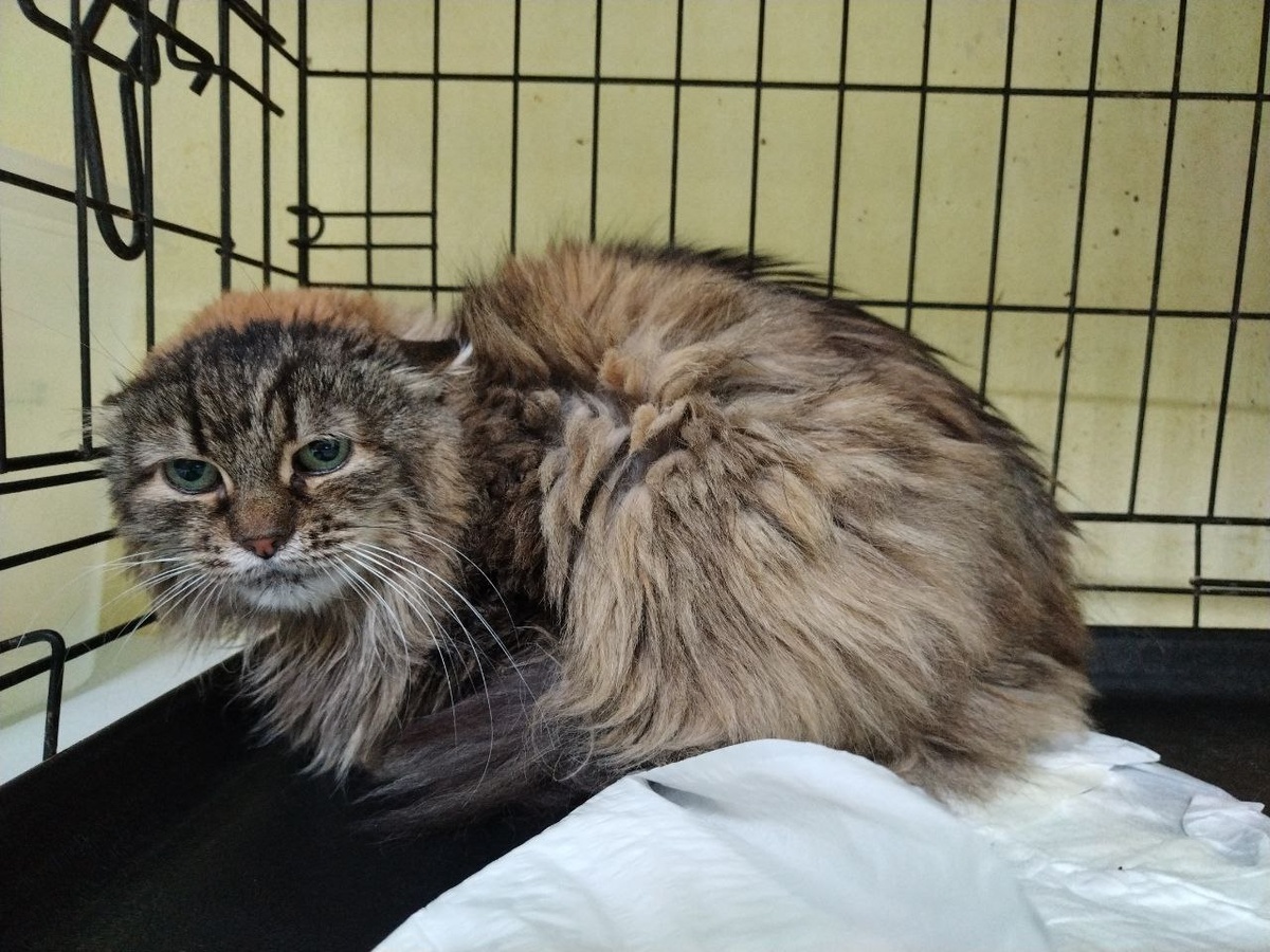 Ларалея или просто Ларочка