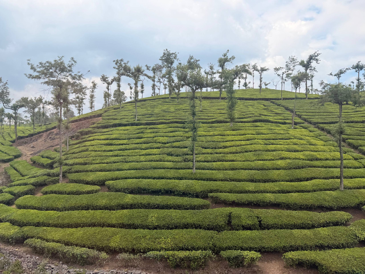 Смена сборщика чая начинается с рассветом, длится до часу дня и стоит 400 рупий/340 рублей. Трудиться приходится на склонах, в жаре и влажности, при этом быть точным и аккуратным. 