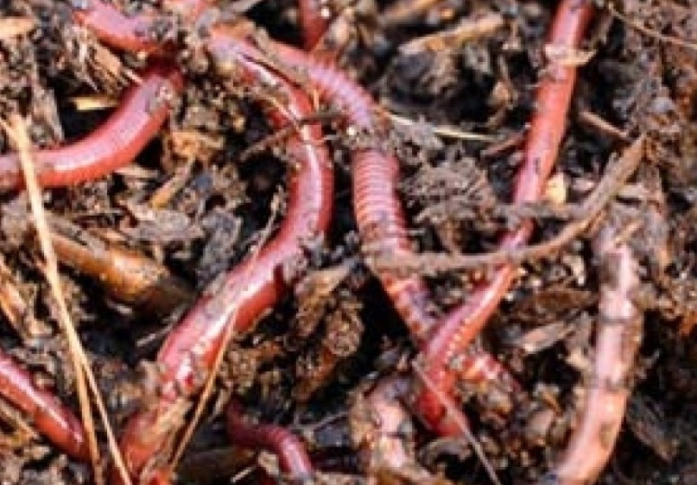 Черви калифорнийские красные