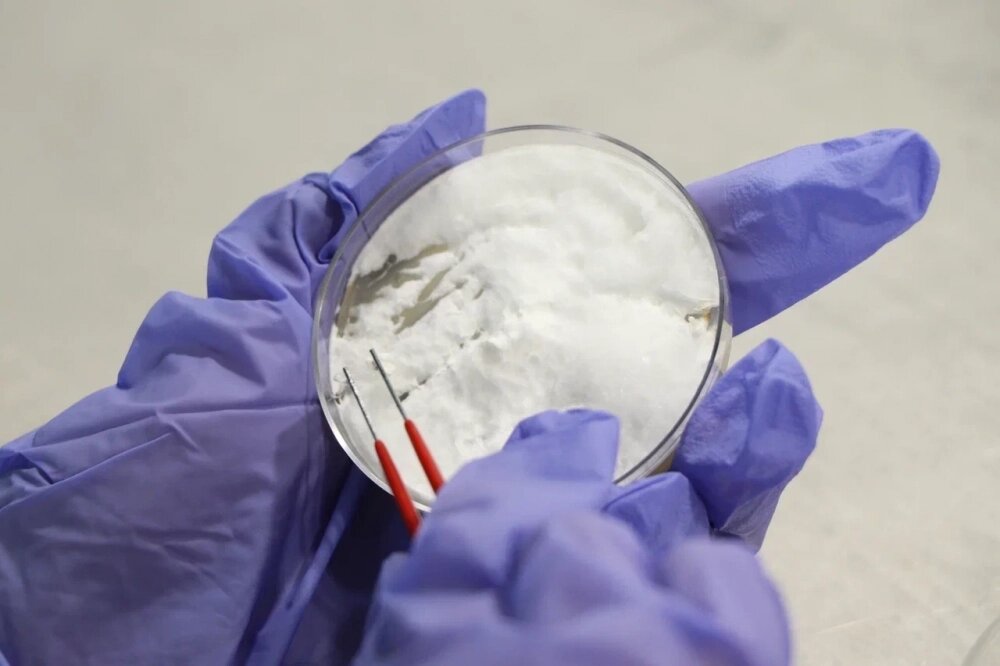    Такие чипсы появляются в биореакторе. Фото: Из личного архива/ Елена Малибога