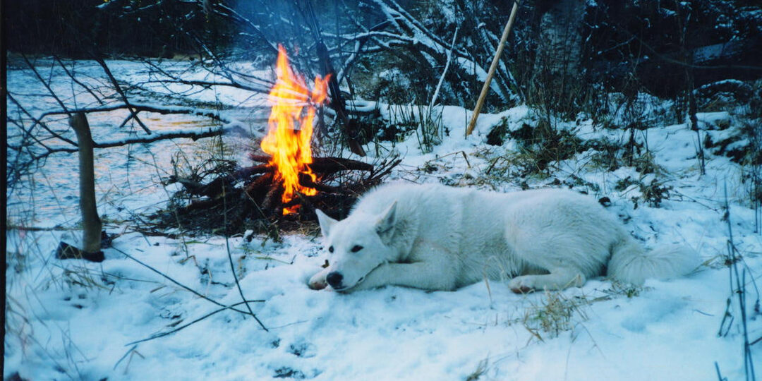 Подборка статей об охоте с лайкой