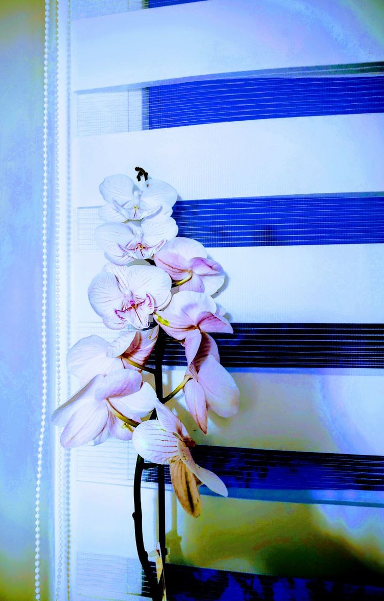 Цветущая орхидея. Фото автора 