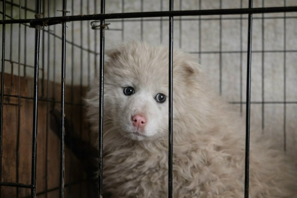    Вате 5-6 месяцев. Фото: приют "Ананда".