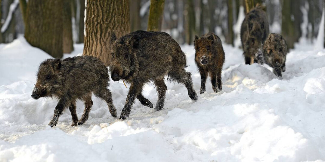 Как съесть дикое мясо и не подцепить паразитов